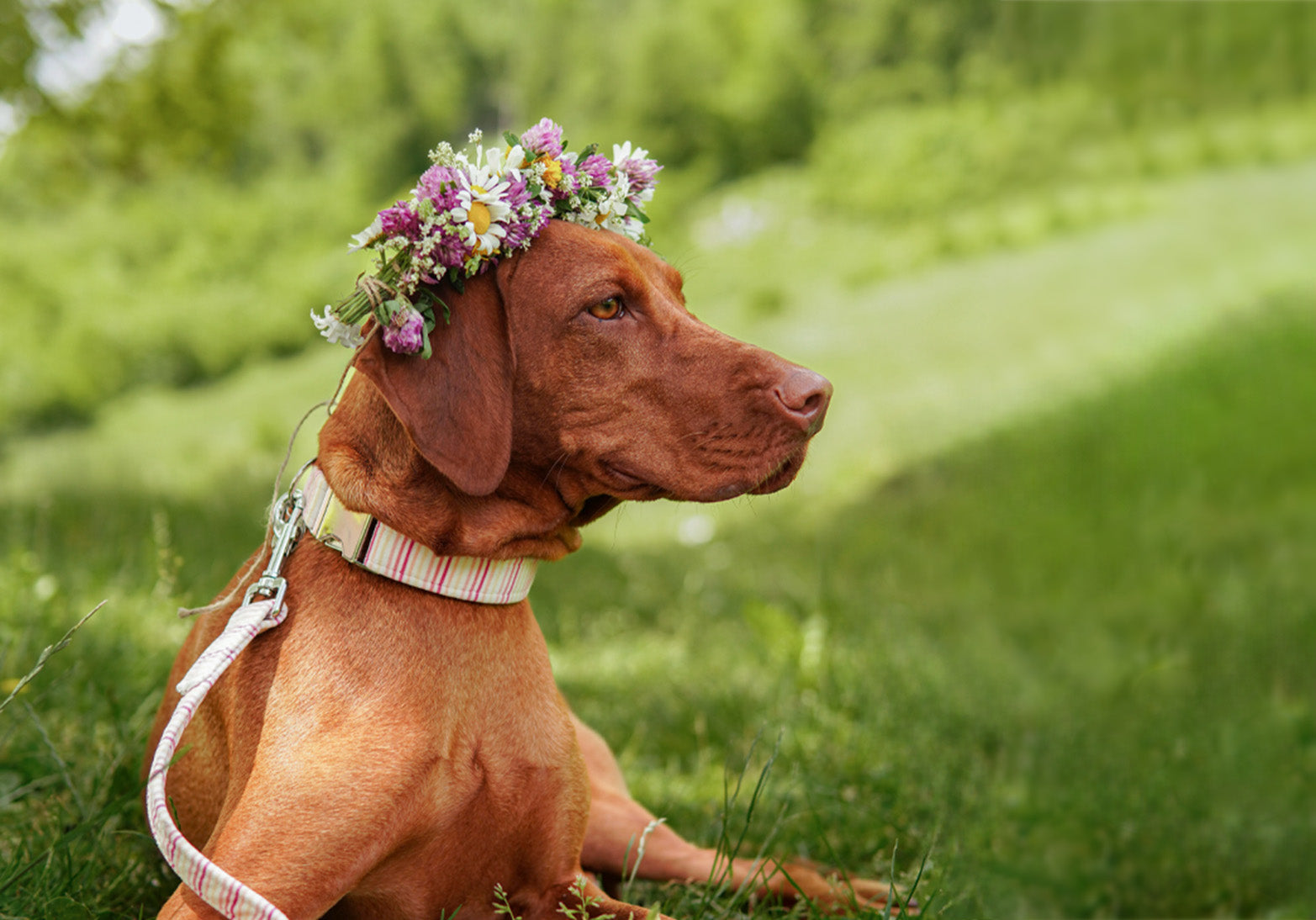 Spring collection
