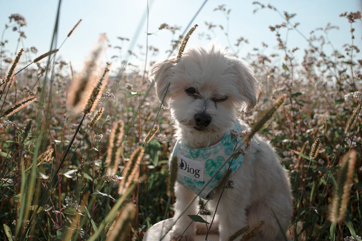 JUNGLE CHEST HARNESS