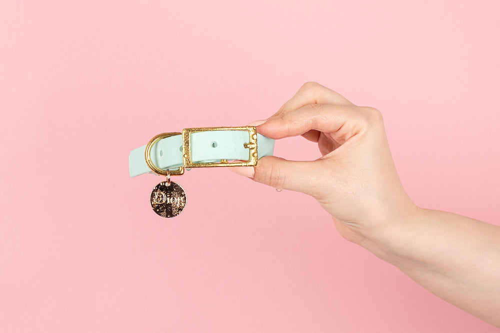 A person holding a light blue dog collar with a gold buckle against a pink background.