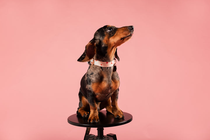 FOR UNCONDITIONAL LOVE COLLAR