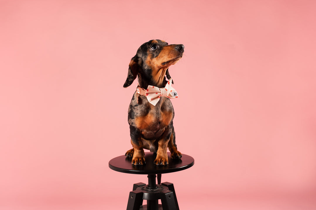 FOR UNCONDITIONAL LOVE BOW TIE
