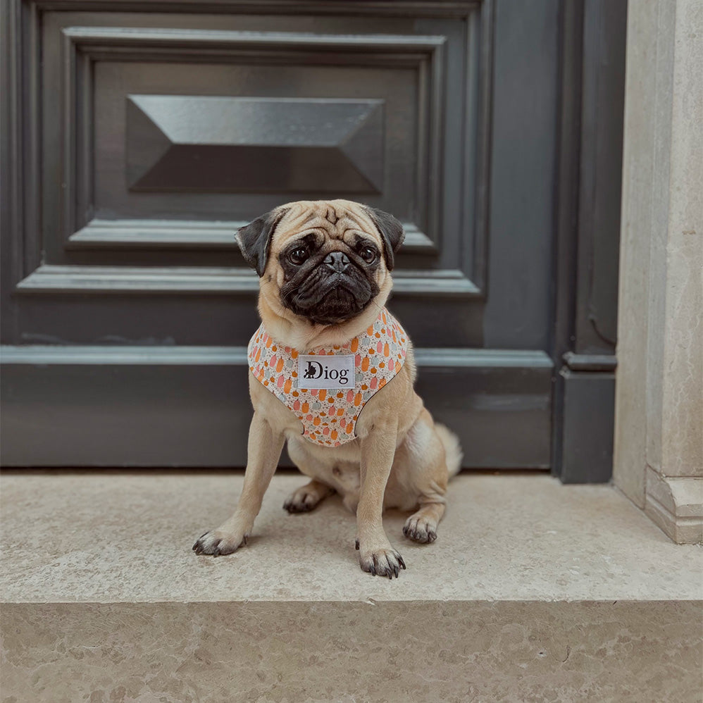 LIL PUMPKIN CHEST HARNESS