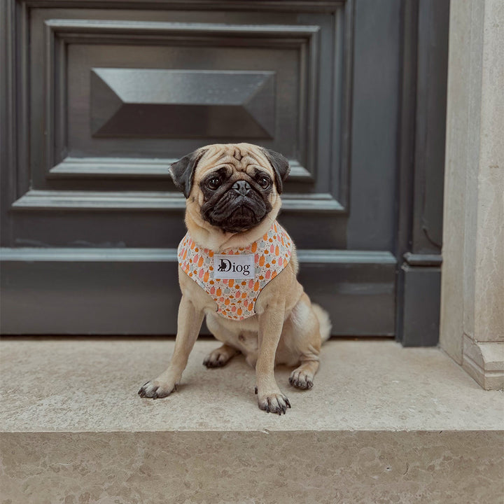 LIL PUMPKIN CHEST HARNESS
