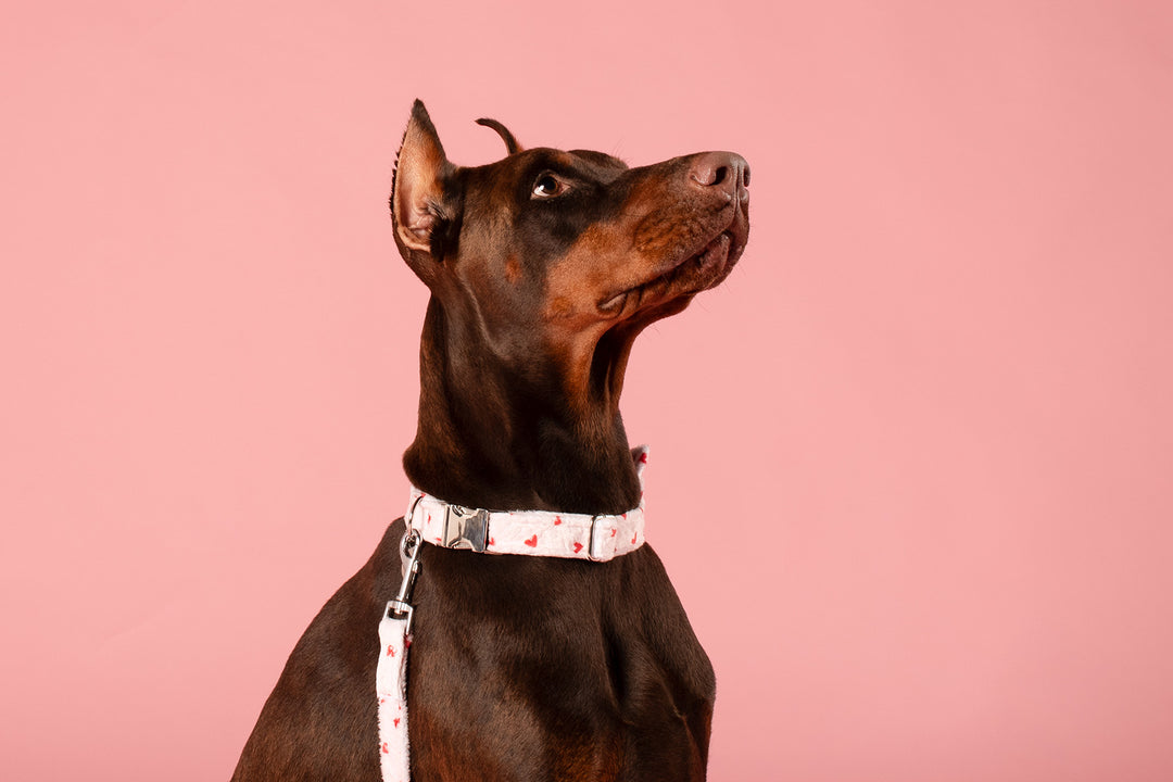 LOVE PLUSH VELVET COLLAR