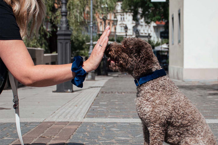 A close-up photograph of a Lagotto romagnolo wearing a yellow velvet collar with sleek silver hardware. The collar beautifully contrasts against the dog's fur, exuding a sense of style and luxury.