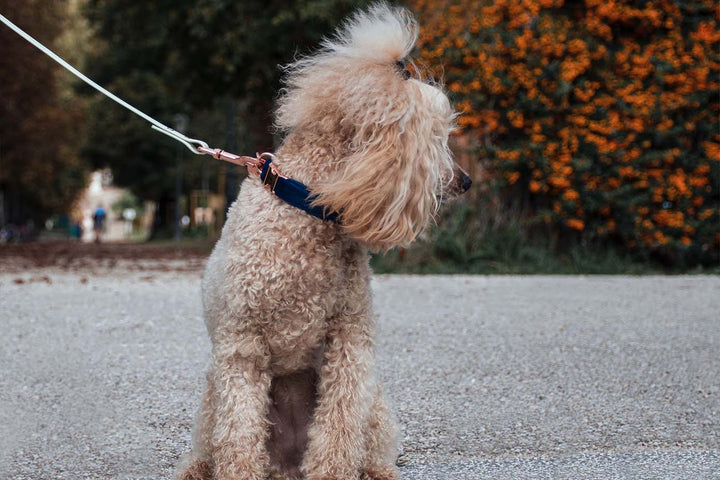 A close-up photograph of a Poodle wearing a yellow velvet collar with sleek silver hardware. The collar beautifully contrasts against the dog's fur, exuding a sense of style and luxury.