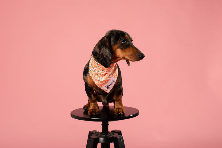 PEACHES RUTKA