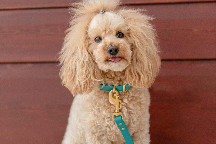 Image of Miniature Poodle wearing green waterproof collar and leash with gold hardware.