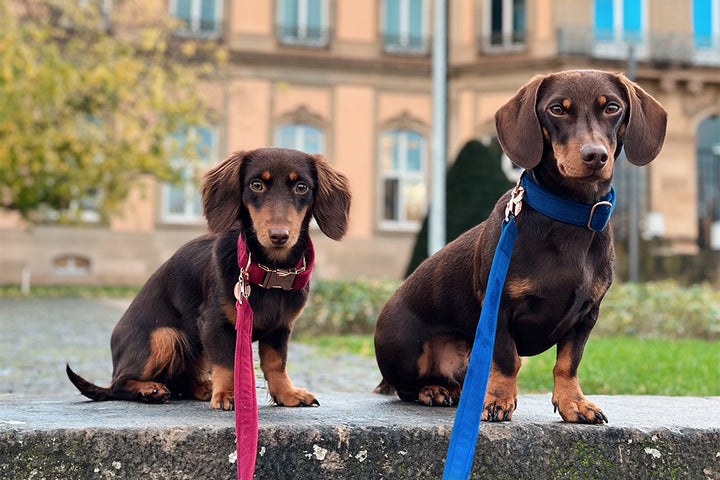 RED VELVET COLLAR