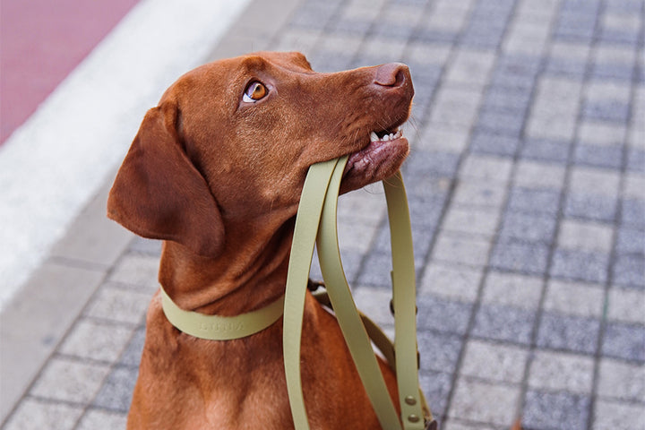 Image of a Vizsla holding a tan-colored waterproof leash in its mouth.