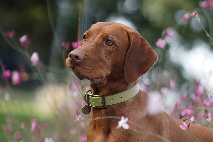 An image of a Vizsla with a tan collar and antique gold buckle, sitting in a field of flowers.