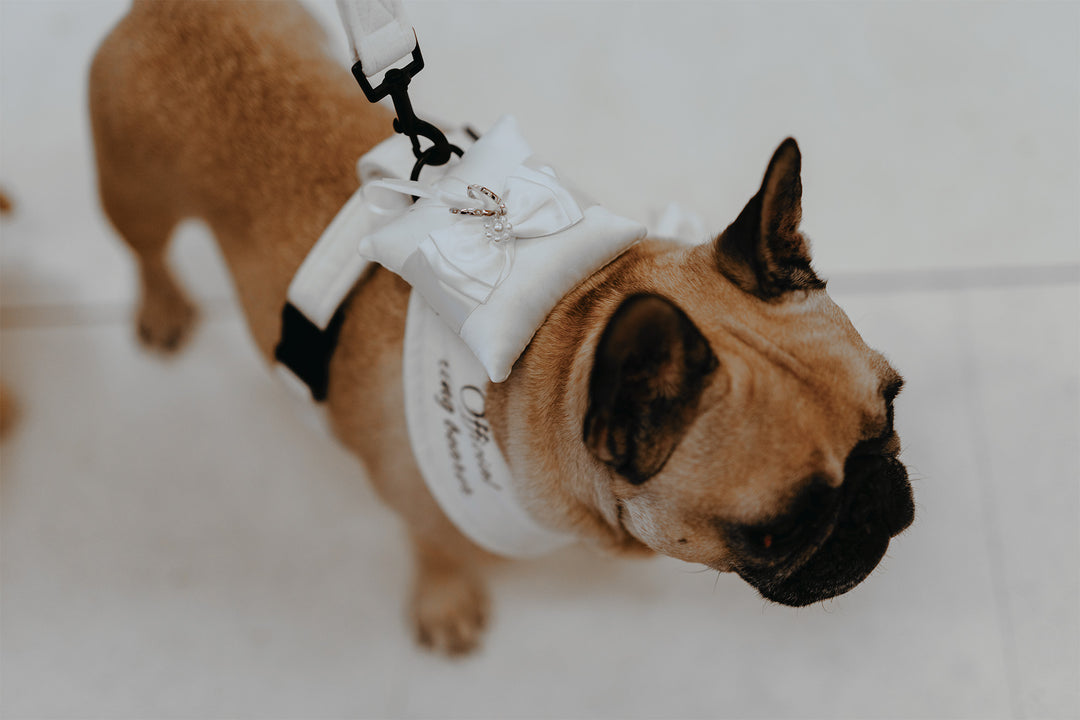 WEDDING VELVET CHEST HARNESS
