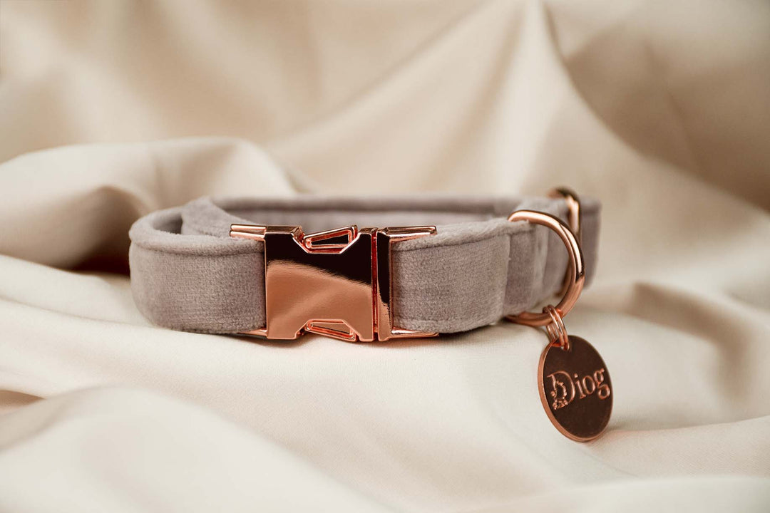Velvet dark pink collar with sleek silver hardware.