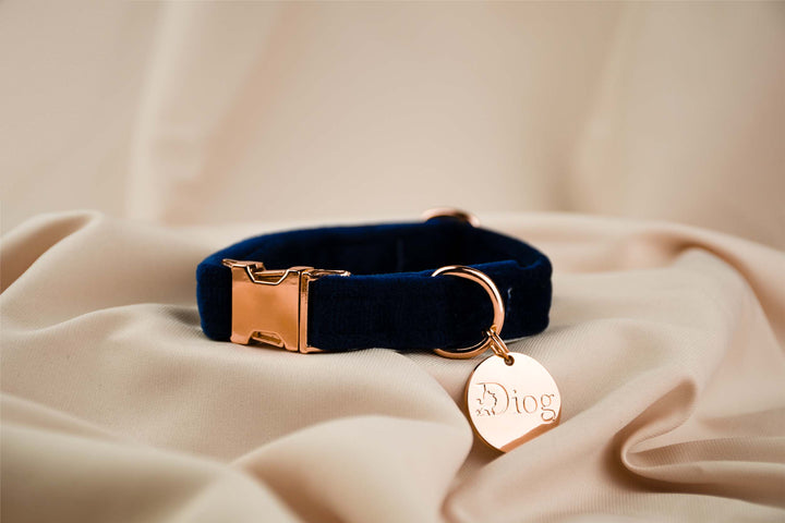 Velvet royal blue collar with sleek silver hardware.