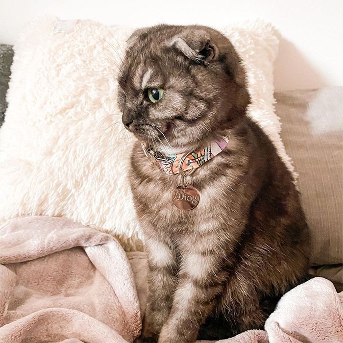 OMG KAWAII COLLAR