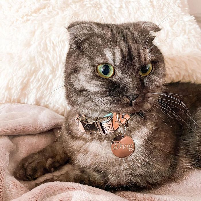 OMG KAWAII COLLAR