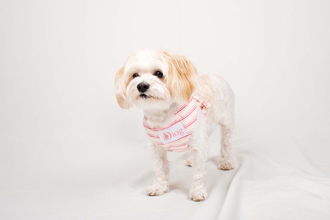 CANDY CANE VELVET CHEST HARNESS