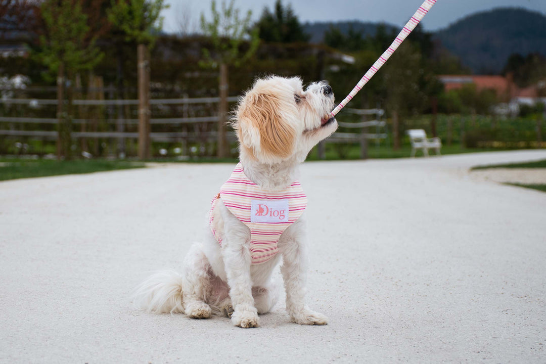 CANDY CANE VELVET CHEST HARNESS