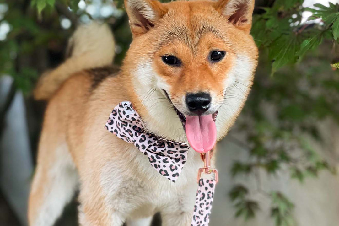 CHEETA COLLAR