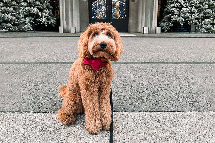 RED VELVET BOW TIE