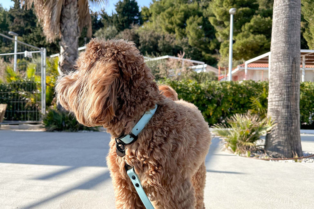 Lovely Labradoodle dog is waering a light blue waterproof collar.