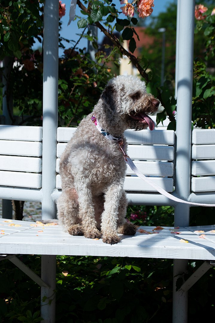 PLAYFUL GARDEN COLLAR
