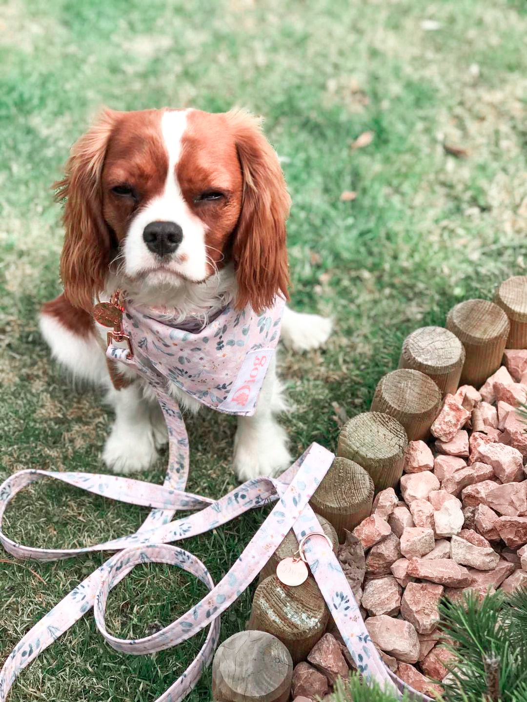 DAISY COLLAR