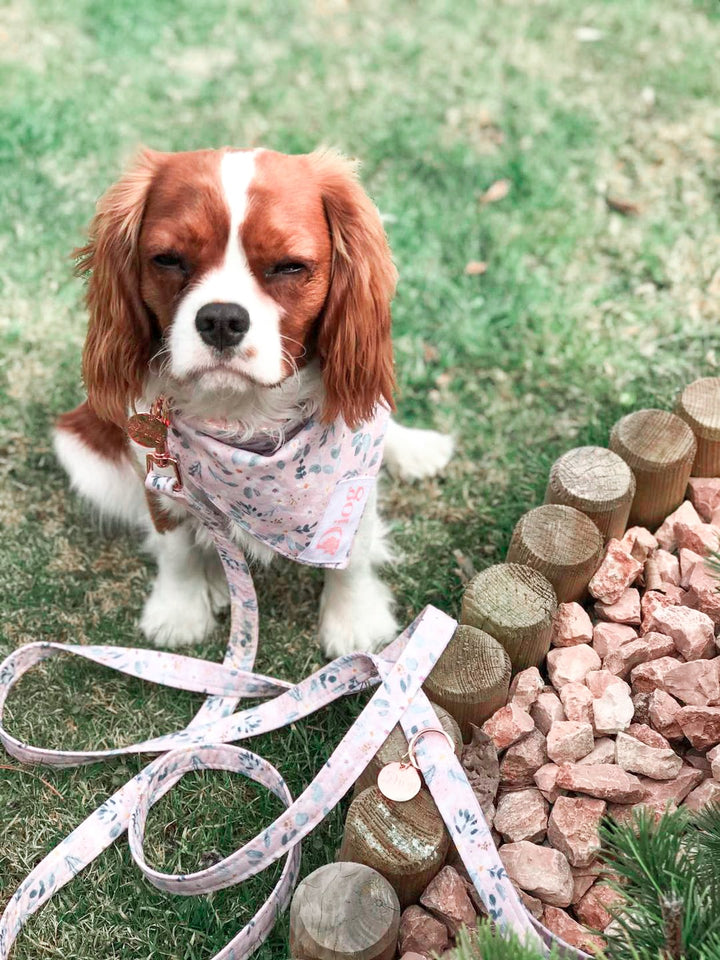 DAISY COLLAR