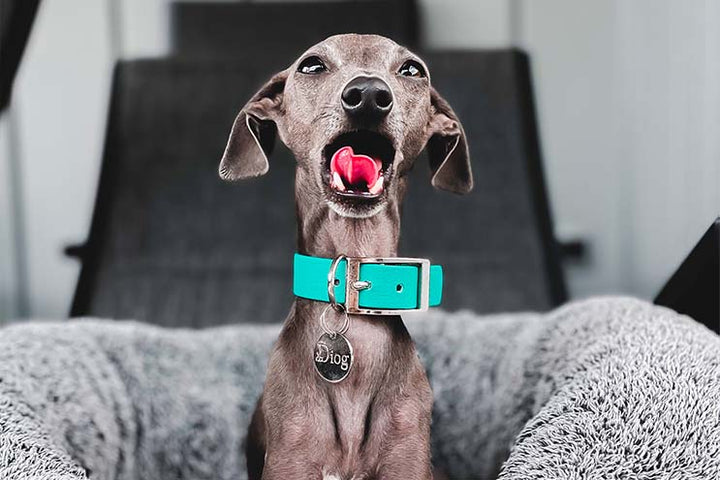 Beautiful Italian Greyhound dog wearing green waterproof collar with silver hardware.