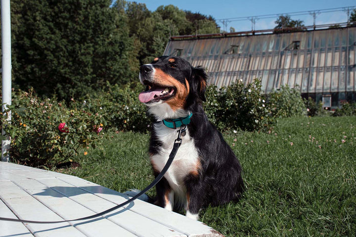 Image of a dog wearing a green waterproof collar and black buckle.