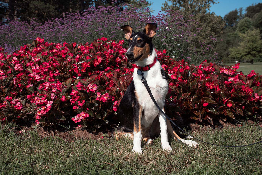 A curious dog with a red collar and leash with black hardware.