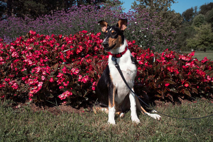 A curious dog with a red collar and leash with black hardware.