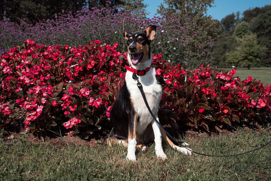 A curious dog with a red collar and leash with black hardware.