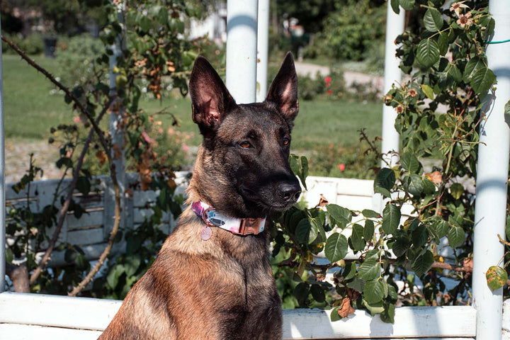 PLAYFUL GARDEN COLLAR