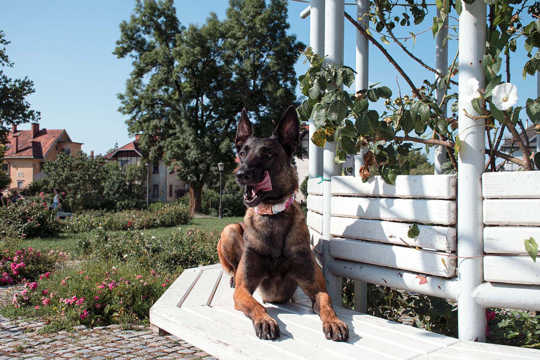 PLAYFUL GARDEN COLLAR