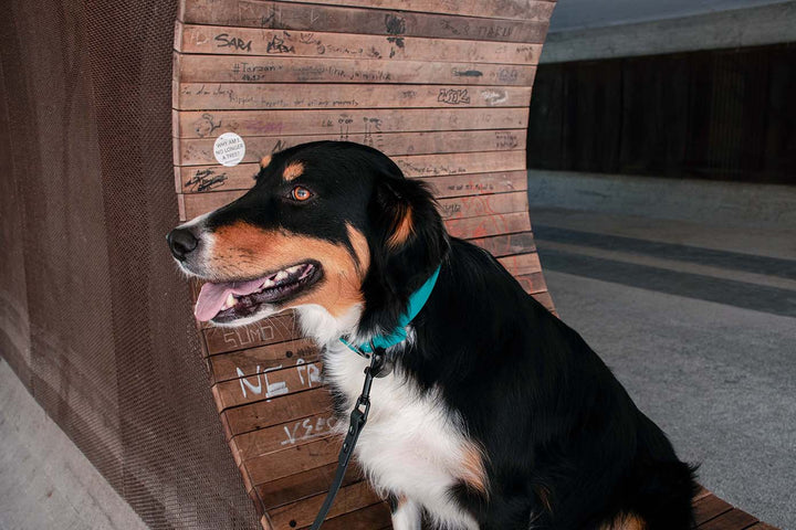Image of a dog wearing a green waterproof collar and black buckle.