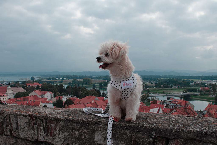 DALMATIAN CHEST HARNESS