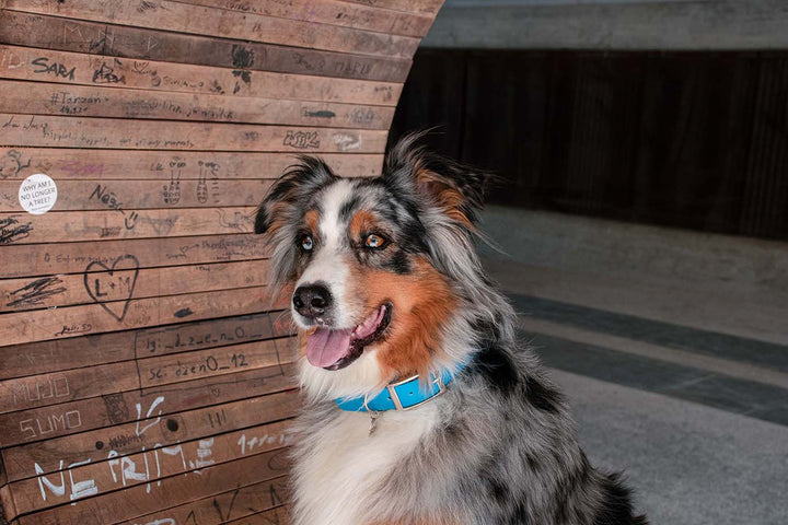 Image of an Australian Shepherd dog in blue waterproof collar with a silver buckle..