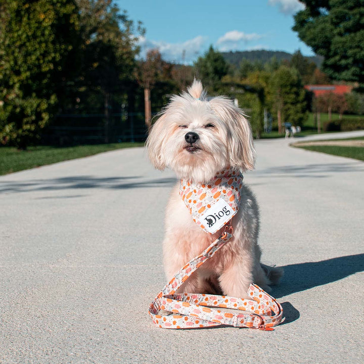 LIL PUMPKIN LEASH