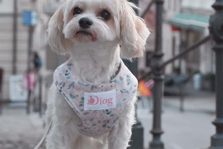 DAISY CHEST HARNESS