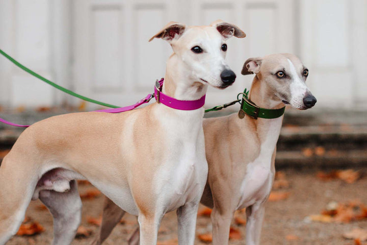 Two adorable greyhound dogs wearing waterproof collars, one in pink and the other in olive green.