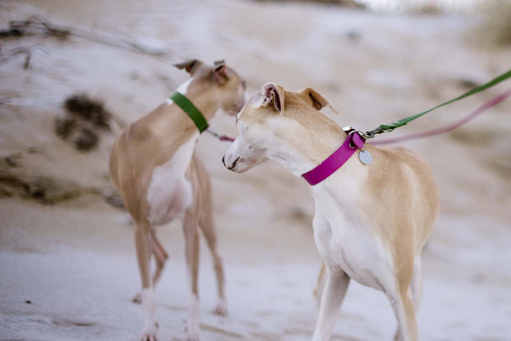 Two adorable greyhound dogs wearing waterproof collars, one in pink and the other in olive green.