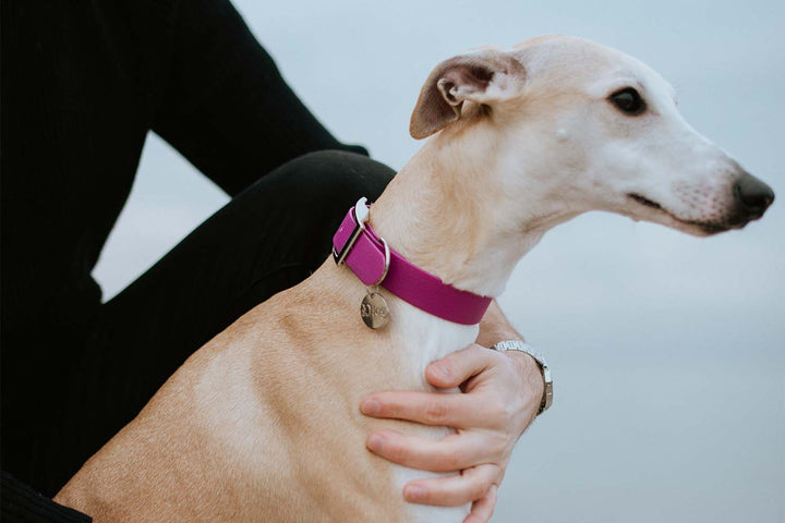A stunning Greyhound dog proudly wearing a pink waterproof collar.