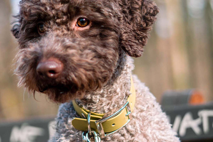 A beautiful Lagotto Romagnolo dog wearing a tan waterproof collar with style.