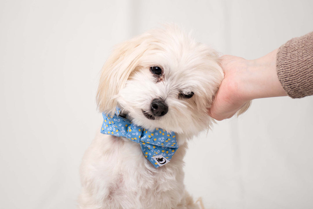CAPRI LEMON BOW TIE