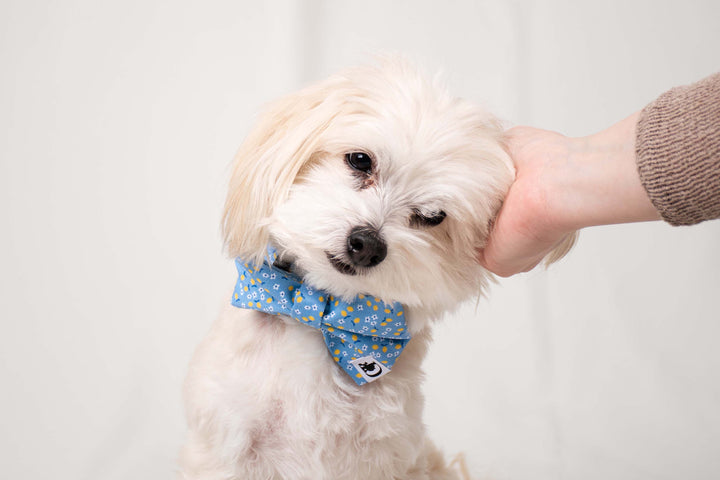 CAPRI LEMON BOW TIE