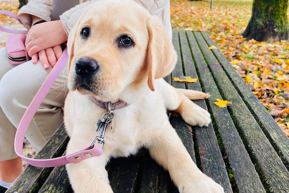 Labrador Retriever dog wearing beautiful lilac pink leash.