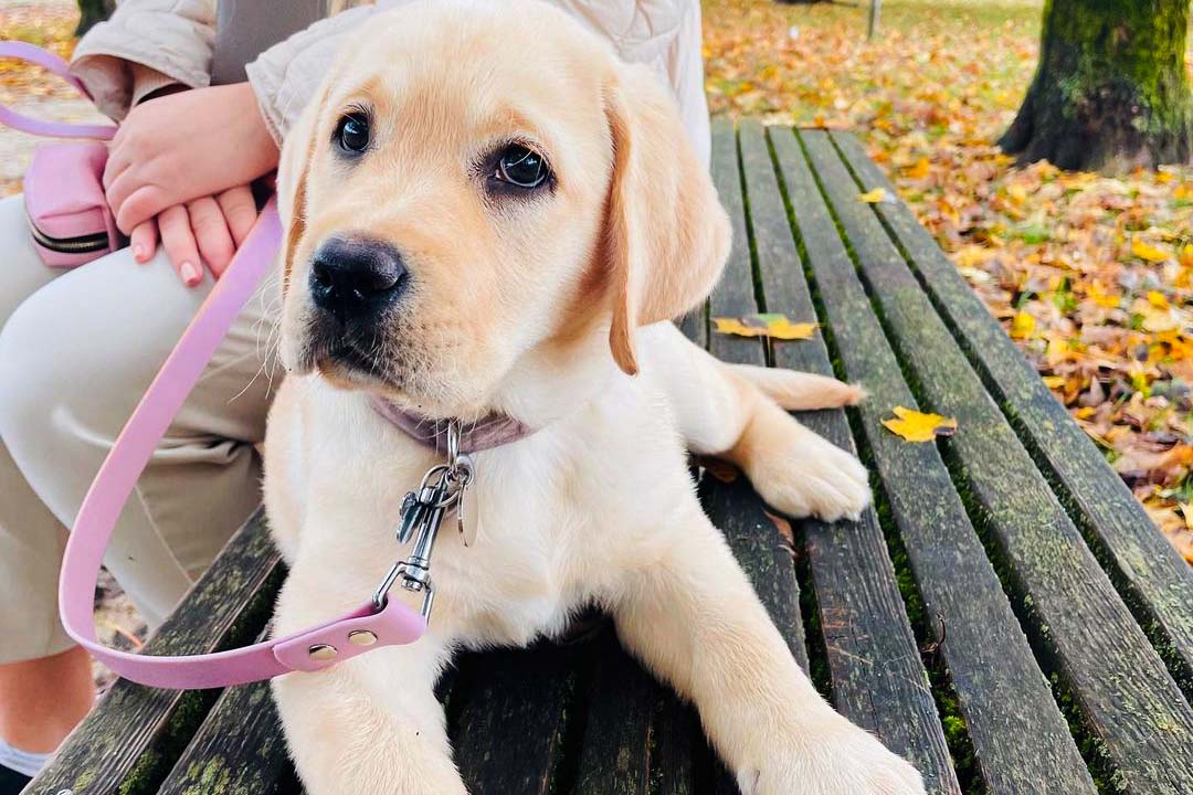 Labrador Retriever dog wearing beautiful lilac pink leash.