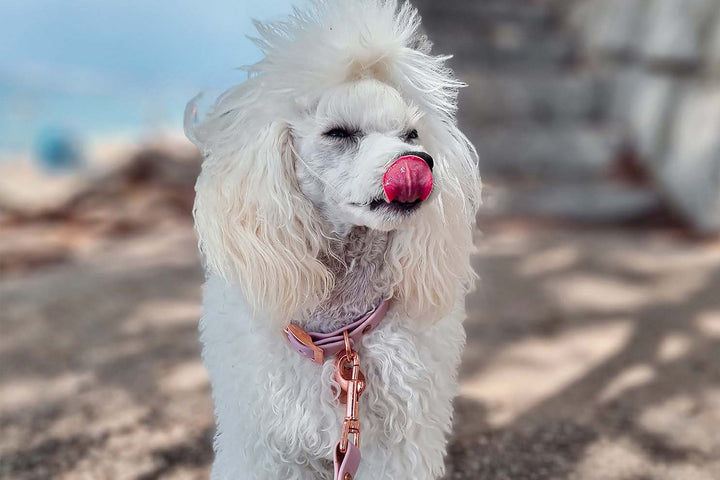 Image of a Miniature Poodle dog wearing pink waterproof collar and leash with rose-gold hardware.