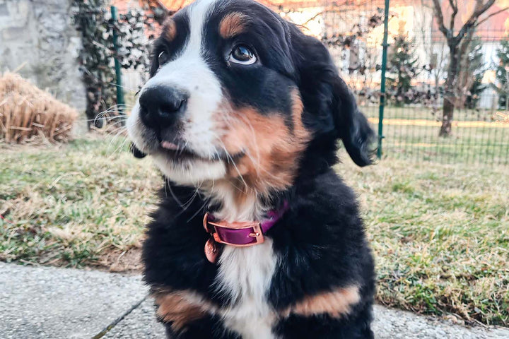 Image of a beautiful Bernese Mountain Dog proudly wearing a pink waterproof collar.